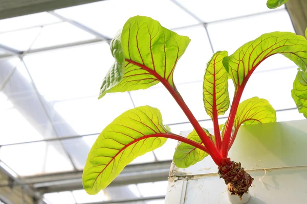 Red beet vertical soilless cultivation — Stock Photo, Image