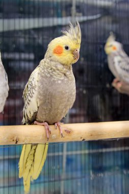 Kafesteki papağan