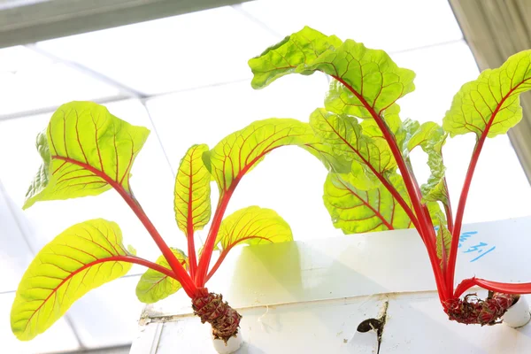 Red beet vertical soilless cultivation — Stock Photo, Image