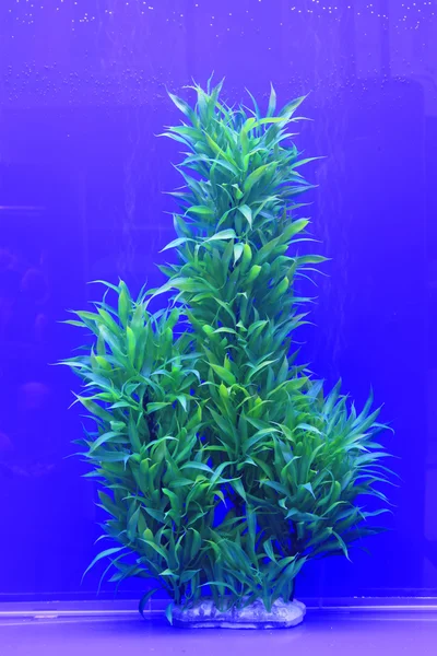 Süßwasserpflanze im Aquarium — Stockfoto