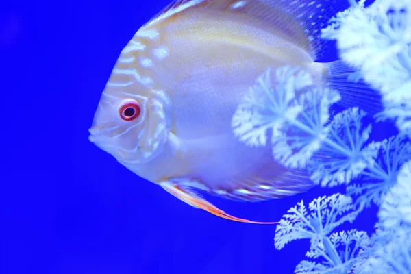 Tropische Fische auf blauem Hintergrund — Stockfoto