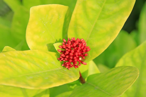 Ixora-Blüten — Stockfoto