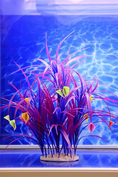 Прісна рослина в акваріумі — стокове фото