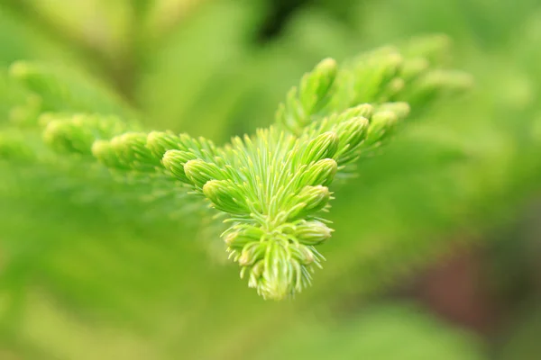 Araucaria sapı — Stok fotoğraf