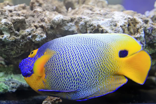 Espiga azul, peces de coral marino — Foto de Stock