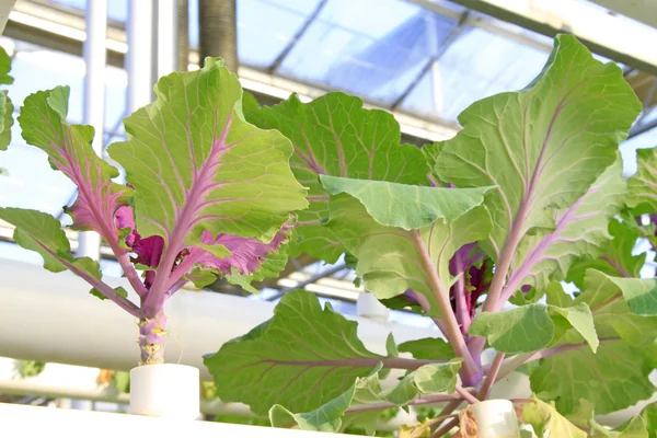 Soilless cultivation of green vegetables — Stock Photo, Image