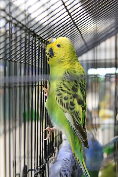 Parrots in a cage of a zoo — Stock Photo, Image