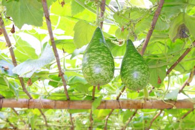 güçlü kabak büyümeye