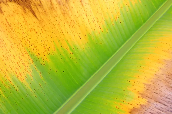 Textura de folha de banana fresca colorida — Fotografia de Stock