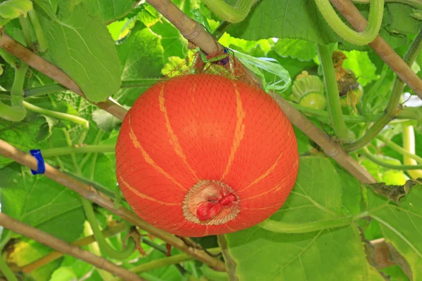 Crecer calabaza robusta —  Fotos de Stock