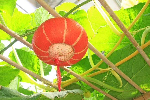 Crescere zucca robusta — Foto Stock