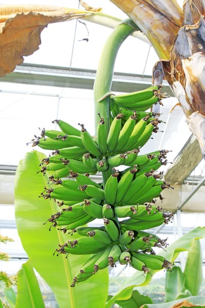 Banana bunch in a plantation — Stockfoto