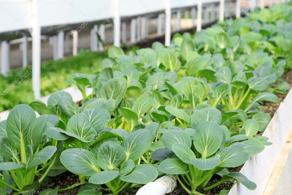 rape seedlings in a plantation