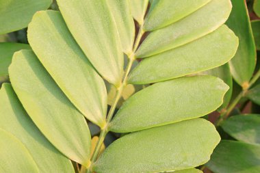 a cardboard palm frond, scientific name zamia furfuracea clipart