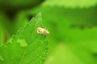 yeşil yaprak üzerinde çekirke