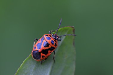 yeşil yaprak üzerinde çekirke