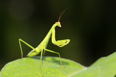 yapraklarda tünemiş mantis