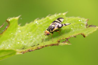 meyve sineği closeup