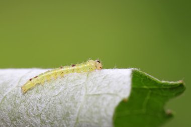 Yeşil yapraklı böcek.