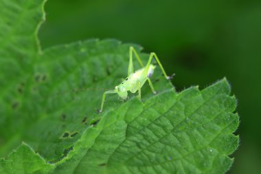 katydids perileri