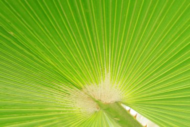 Livistona palmiye yaprakları