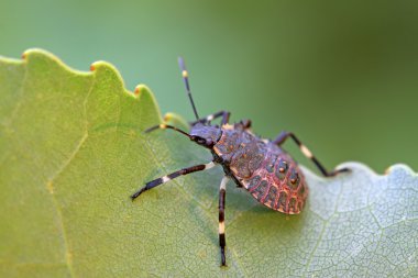 çekirke larva yaprak yeşil üzerinde