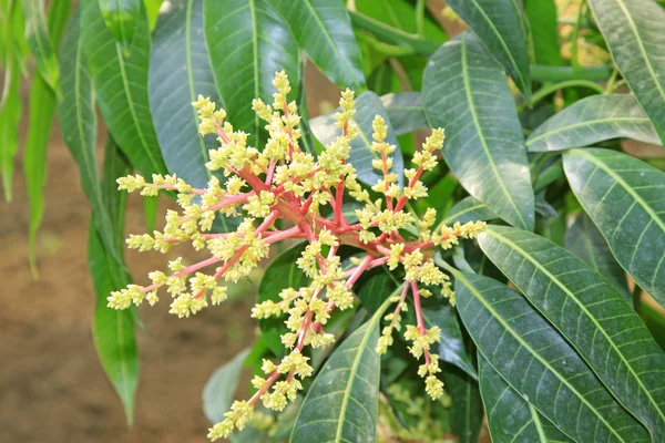 Mango flowers in the field — Stock Photo, Image