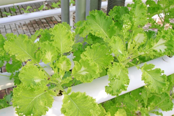 Culture sans sol de légumes verts — Photo