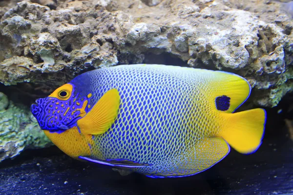 Espiga azul, peces de coral marino — Foto de Stock