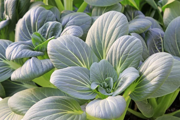 Cultivo sin suelo de verduras verdes —  Fotos de Stock