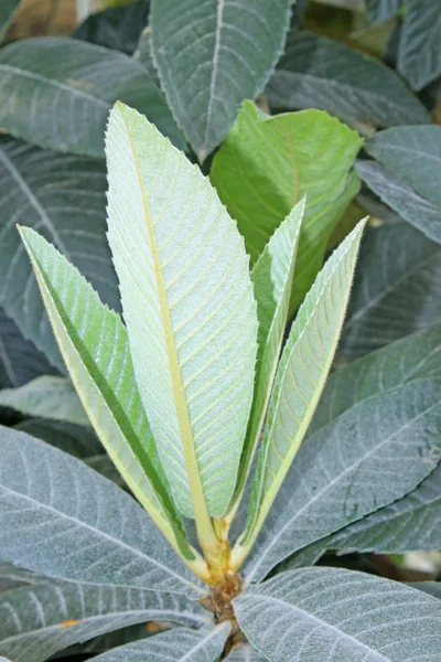 Loquat leaves — Stock Photo, Image