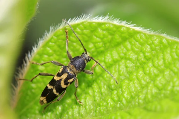 Ridge tiger longicorn on green leaf — Stock Photo, Image