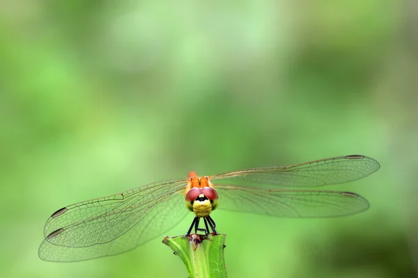Yellow dragonfly — Stock Photo, Image