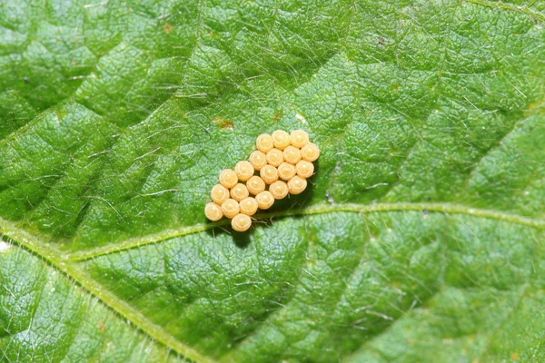 Hmyzí vajíčka — Stock fotografie