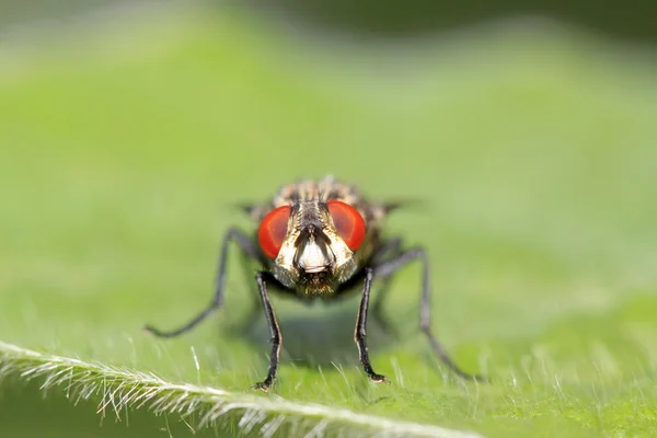 Closeup of flesh fly — Stock Photo, Image