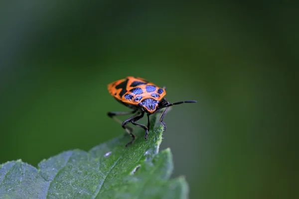 Stinkbug na zielony liść — Zdjęcie stockowe