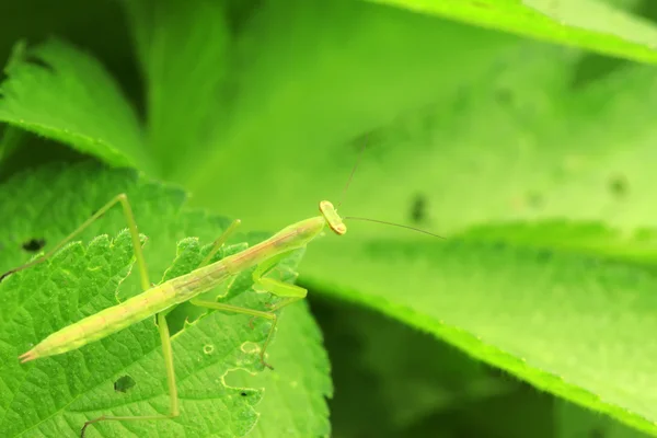 螳螂在树叶上栖息 — 图库照片