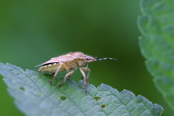 Stinkbug op groen blad — Stockfoto