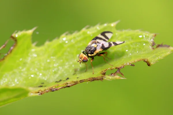 Close-up de mosca da fruta — Fotografia de Stock