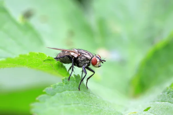 Closeup of flesh fly — Stock Photo, Image