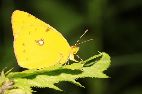 Borboleta — Fotografia de Stock