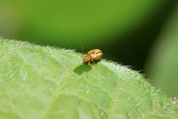 Комахи на зеленому листі в дикій природі — стокове фото