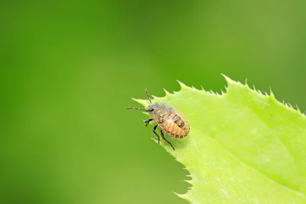 緑の葉のカメムシ幼虫 — ストック写真