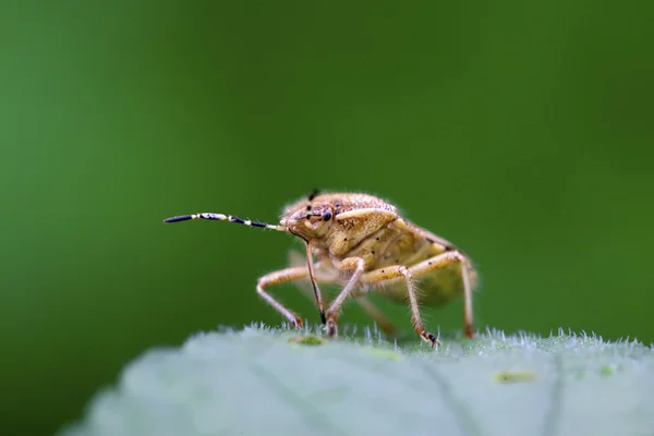 Stinkbug on green leaf — Stock Photo, Image