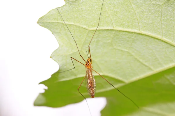 Spiedo su foglia verde — Foto Stock