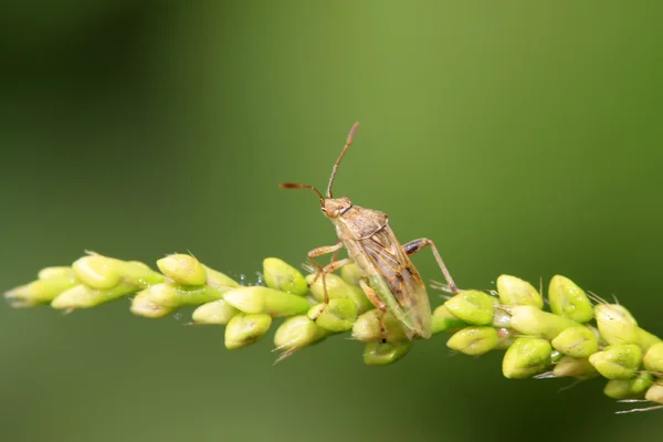 Bugs op groene blad in het wild — Stockfoto