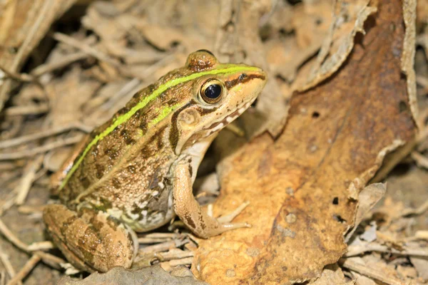 Żaba ukryte w środowisku naturalnym — Zdjęcie stockowe