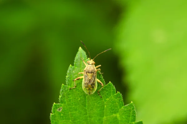 Stinkbug na zelený list — Stock fotografie