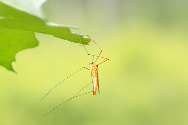 skeeter on green leaf