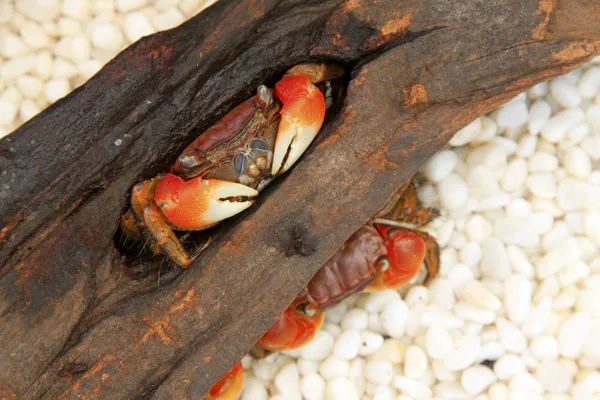 Kuru ağaç yaşayan Yengeç